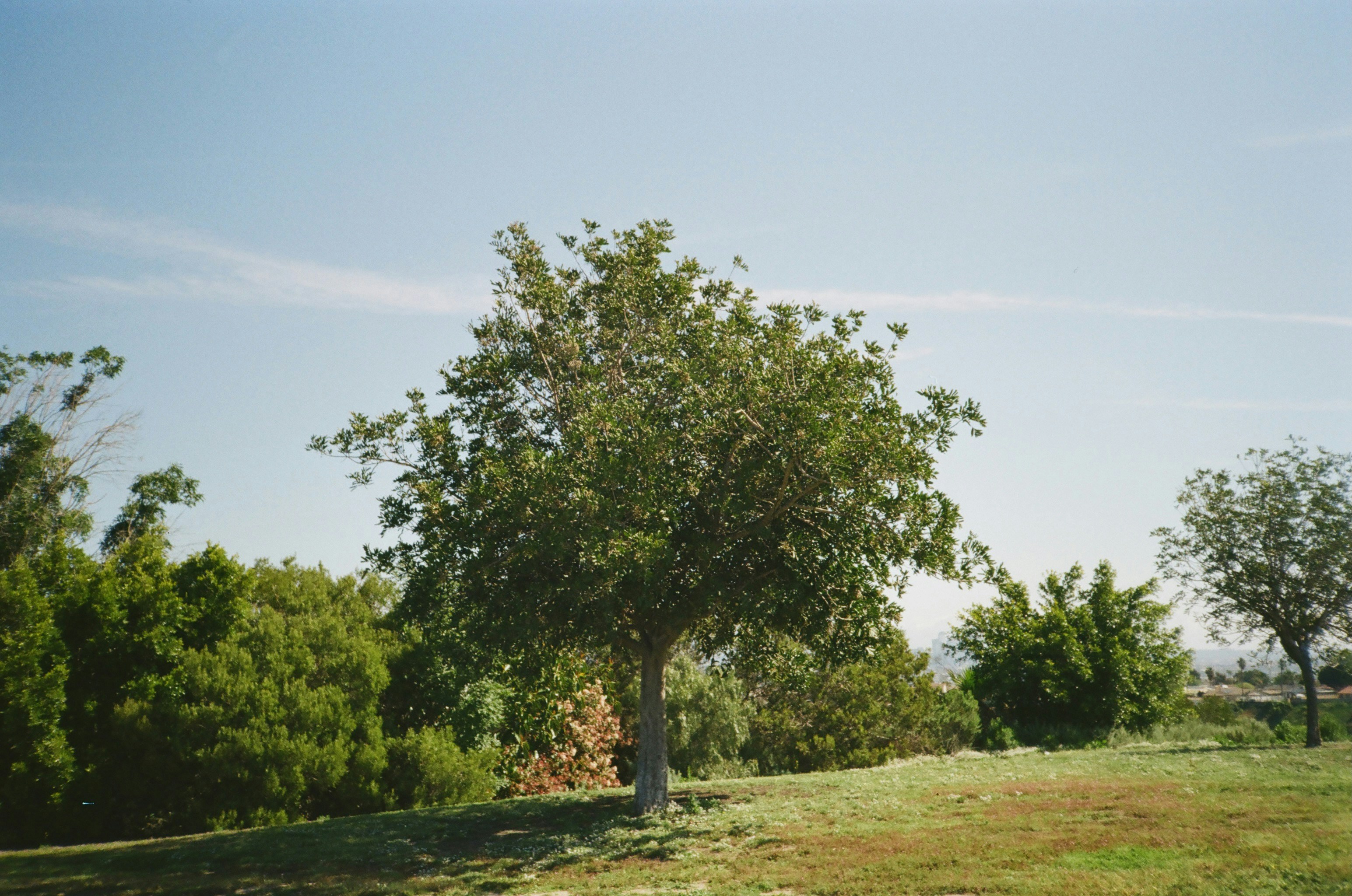 Trees R Us completed tree work in Austin