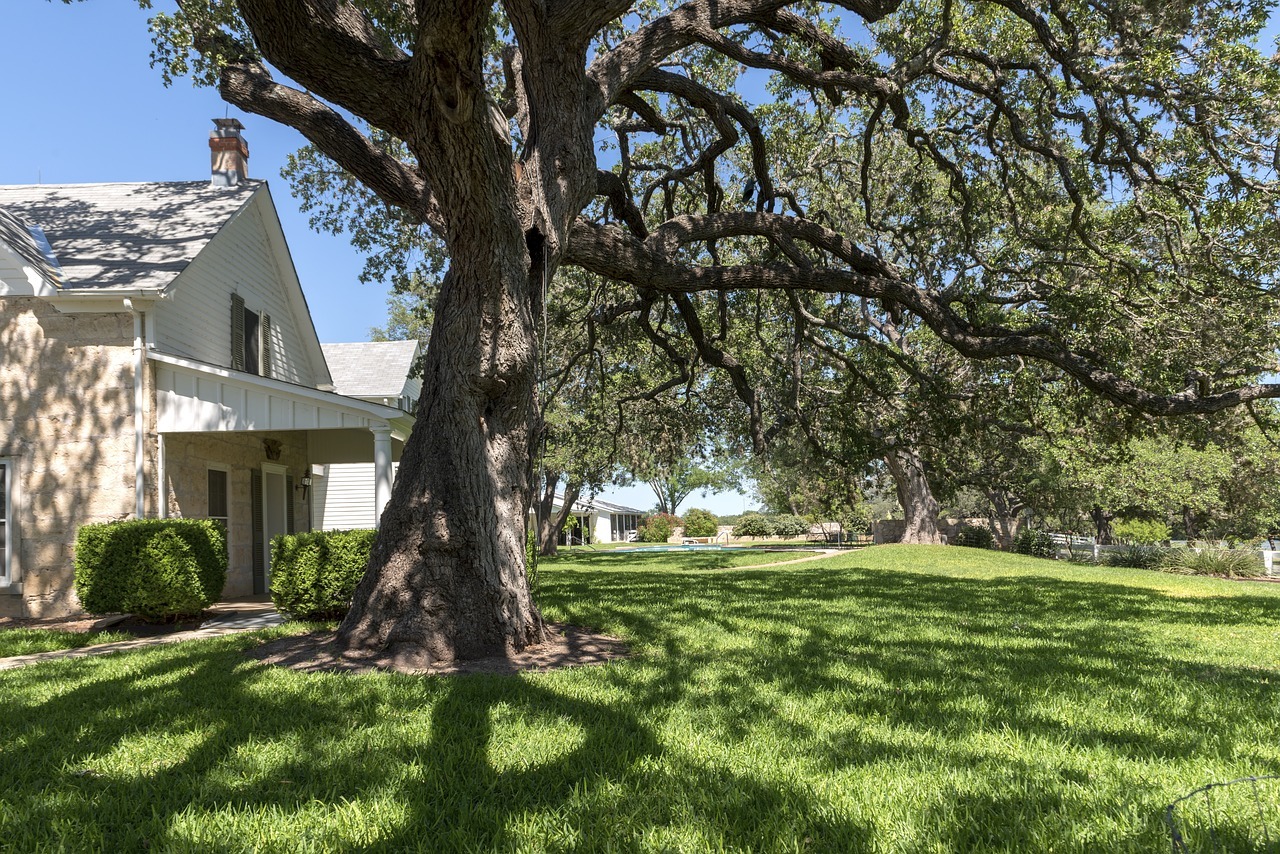 Trees R Us crew at work in Austin, TX