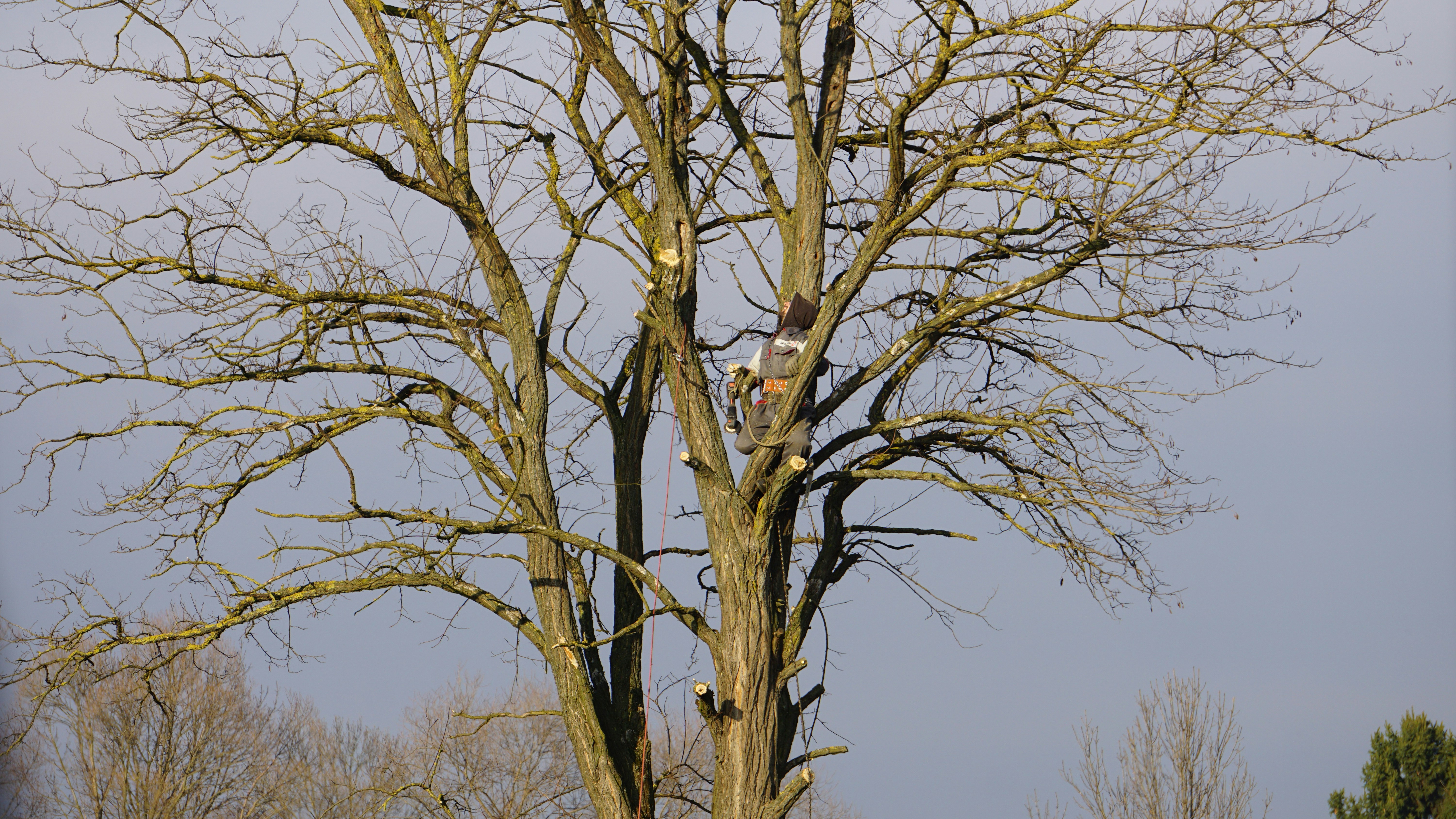 Tree Cabling
