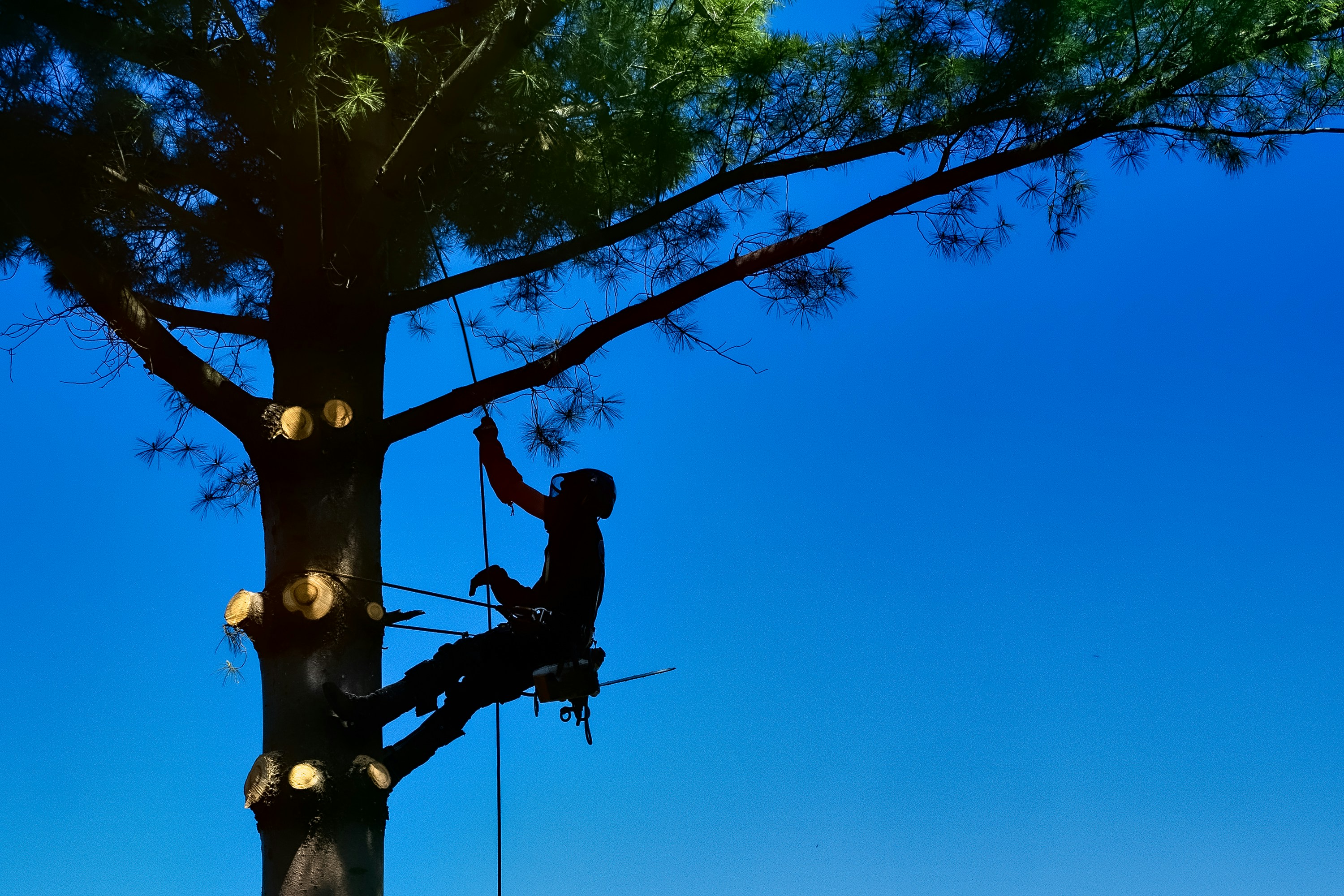 Tree Trimming
